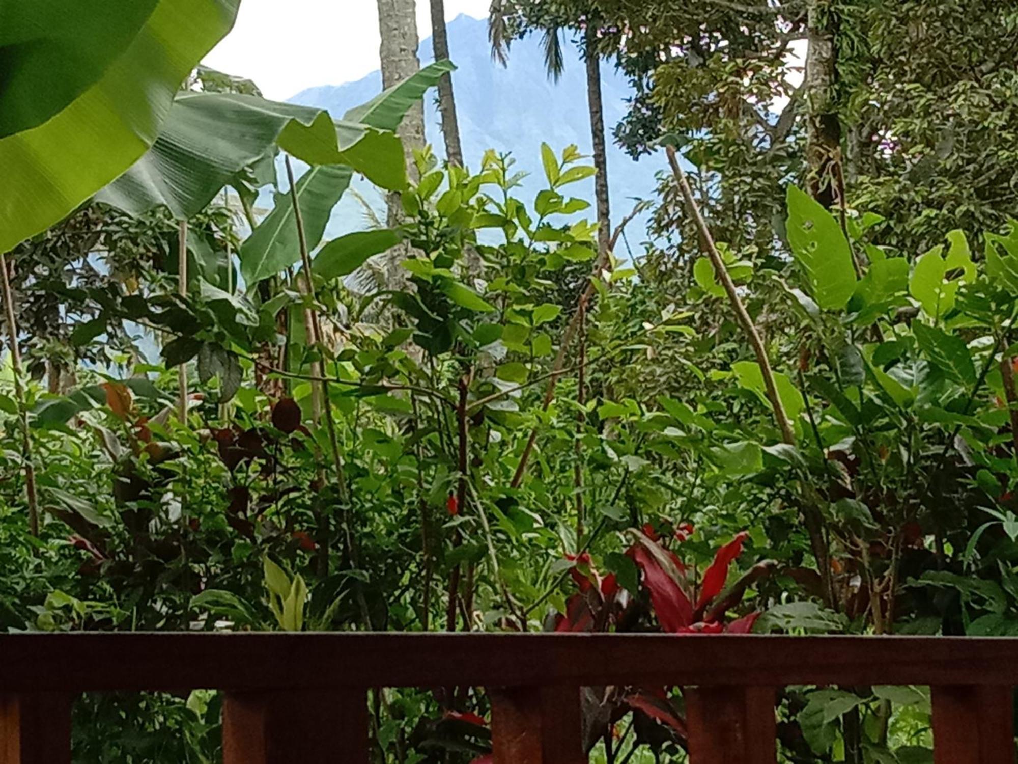 Banana Bungalows Tetebatu Habitación foto